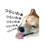 柴犬の伝助ちゃん2（個別スタンプ：2）