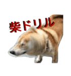 柴犬の伝助ちゃん2（個別スタンプ：3）