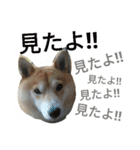 柴犬の伝助ちゃん2（個別スタンプ：5）