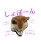 柴犬の伝助ちゃん2（個別スタンプ：6）
