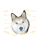 柴犬の伝助ちゃん2（個別スタンプ：8）