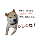 柴犬の伝助ちゃん2（個別スタンプ：11）