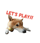 柴犬の伝助ちゃん2（個別スタンプ：12）