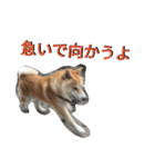 柴犬の伝助ちゃん2（個別スタンプ：16）