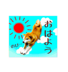 柴犬の楓さん2。（個別スタンプ：1）