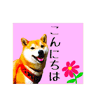 柴犬の楓さん2。（個別スタンプ：2）