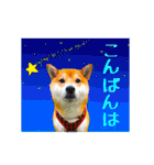 柴犬の楓さん2。（個別スタンプ：3）