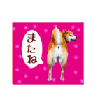 柴犬の楓さん2。（個別スタンプ：4）