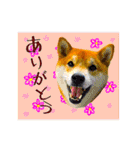 柴犬の楓さん2。（個別スタンプ：5）