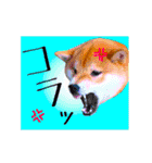 柴犬の楓さん2。（個別スタンプ：9）