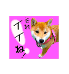柴犬の楓さん2。（個別スタンプ：10）