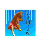 柴犬の楓さん2。（個別スタンプ：11）