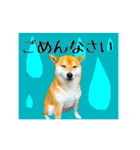 柴犬の楓さん2。（個別スタンプ：12）