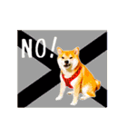 柴犬の楓さん2。（個別スタンプ：13）
