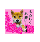 柴犬の楓さん2。（個別スタンプ：14）