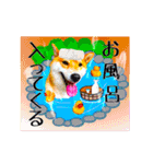 柴犬の楓さん2。（個別スタンプ：16）