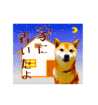 柴犬の楓さん2。（個別スタンプ：18）