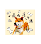 柴犬の楓さん2。（個別スタンプ：19）