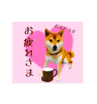 柴犬の楓さん2。（個別スタンプ：20）
