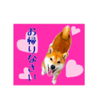 柴犬の楓さん2。（個別スタンプ：21）