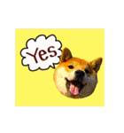 柴犬の楓さん2。（個別スタンプ：22）