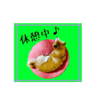 柴犬の楓さん2。（個別スタンプ：25）