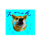 柴犬の楓さん2。（個別スタンプ：27）