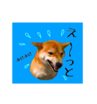 柴犬の楓さん2。（個別スタンプ：28）