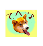 柴犬の楓さん2。（個別スタンプ：29）