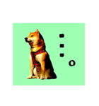 柴犬の楓さん2。（個別スタンプ：30）