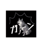 柴犬の楓さん2。（個別スタンプ：31）
