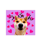 柴犬の楓さん2。（個別スタンプ：34）