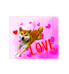柴犬の楓さん2。（個別スタンプ：35）