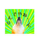 柴犬の楓さん2。（個別スタンプ：36）