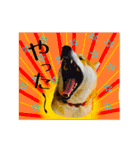 柴犬の楓さん2。（個別スタンプ：37）