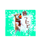 柴犬の楓さん2。（個別スタンプ：39）