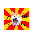 柴犬の楓さん2。（個別スタンプ：40）
