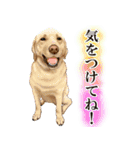 ジャーマンシェパード警察犬 第4弾（個別スタンプ：8）