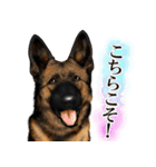 ジャーマンシェパード警察犬 第4弾（個別スタンプ：9）