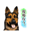 ジャーマンシェパード警察犬 第4弾（個別スタンプ：17）