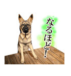 ジャーマンシェパード警察犬 第4弾（個別スタンプ：19）