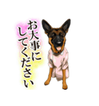 ジャーマンシェパード警察犬 第4弾（個別スタンプ：25）