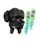 ジャーマンシェパード警察犬 第4弾（個別スタンプ：28）