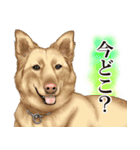 ジャーマンシェパード警察犬 第4弾（個別スタンプ：29）