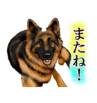 ジャーマンシェパード警察犬 第4弾（個別スタンプ：31）