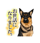 ジャーマンシェパード警察犬 第4弾（個別スタンプ：32）