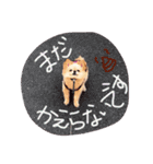 ピピさんスタンプ（個別スタンプ：5）