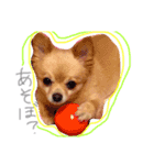 ピピさんスタンプ（個別スタンプ：8）