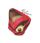 ピピさんスタンプ（個別スタンプ：11）