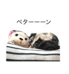 パグのぱぐぞう（個別スタンプ：33）